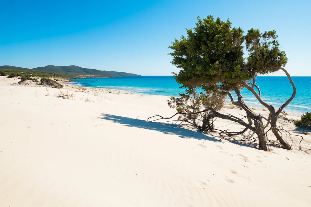 Sabbia chiara, un albero e il mare a Porto Pino